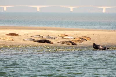 Marstrand Rondvaarten Zeehonden spotten